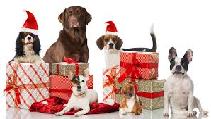 Freshly groomed dogs with a festive Christmas bandana at Paw Prints Groom Room, located in the Hipperholme Paw Prints Pet Store