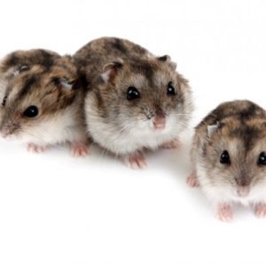 Dwarf Hamster