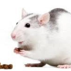 Fancy Rat